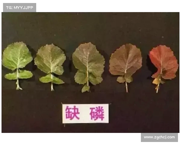 舒马赫重伤11年近乎植物人 状态曝光仅剩眼珠能动 舒马赫重伤11年近乎植物人 状态曝光仅剩眼珠能动